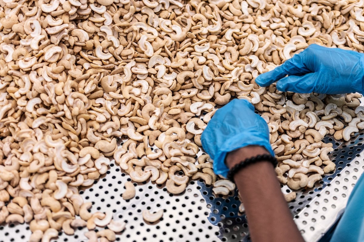 Workers sorting cashew nuts at modern industrial factory