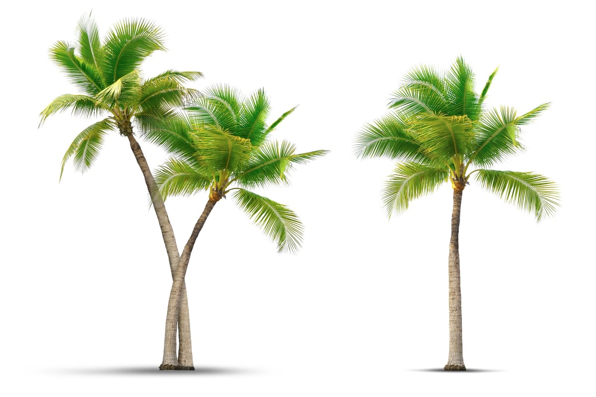 Coconut palm tree representing Hello Nariyal coconut climbing service