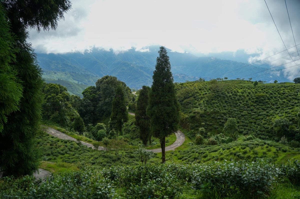 Tea gardens and hill station landscape representing Munnar scenic beauty